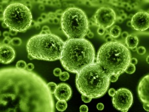 bacteria-harrell-nowak