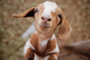Goat-at-the-petting-zoo-harrell-nowak